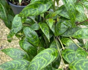 Lipstick plant Aeschynanthus longicaulis  | Tropical house plant | Pet Safe Houseplant | 4.5” Deep Pot, 4” Pot, or 3.5” Pot Opt