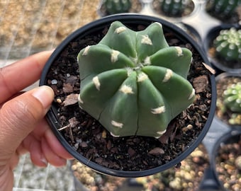 Rare Echinopsis Cactus: 4 Inch Beginner-Friendly Houseplant