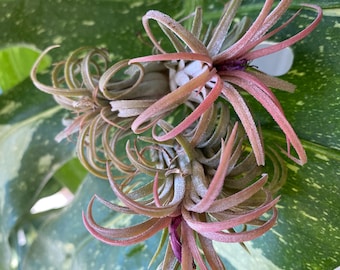 Rare Pink air plant - Air Plant Mix, Airplant Tillandsia, Bulk, Sale, Valentines plant, Terrariums, Plant Gifts