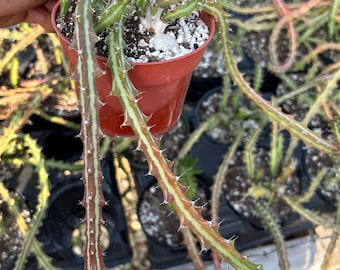 sansevieria fotos Sansevieria Robusta, Snake Plant