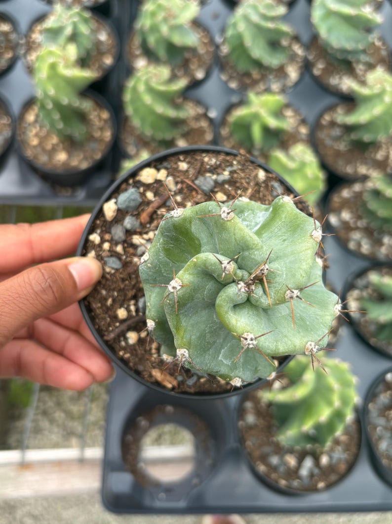 JustInKhas Cereus Forbesii Spiralis Cactus Plant