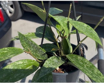 Hoya Medium Parasitica splash variegation Live Plant | Tropical house plant | Pet Safe plants | 4.5” Deep Pot, 4” Pot, or 3.5” Pot Options