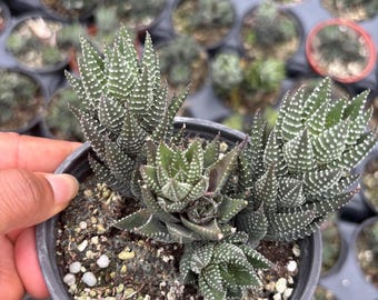 Eagle's Claw Succulent, Haworthiopsis Reinwardtii, Red Succulent, Small  Plant, Live Rooted Plant in 2.5'' Pot - Etsy