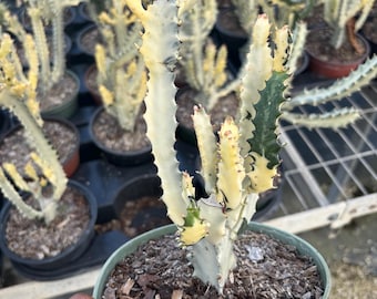 Rare white ghost Euphorbia Lactea Cristata 6 inch pot -Ghost Cactus Variegated Live HousePlant rooted cactus drought tolerant , plant gifts