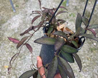 Hoya Rosita Plant | Tropical house plant | Pet Safe Houseplant | 4.5” Deep Pot, 4” Pot, or 3.5” Pot Opt