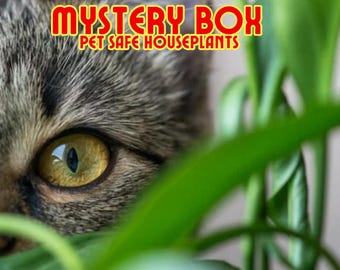 Pet safe: Mystery box 7-10 Blemished Plant Cuttings
