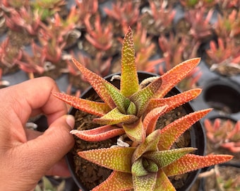 Haworthia Red Tulista pumila Succulent: Live Succulent Plant- 4 inch pot, Eagle’s Claw Succulent, Rare Haworthiopsis cacti
