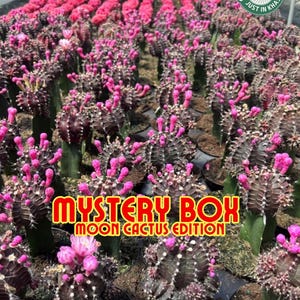 May include: A vibrant display of Moon Cactus plants, featuring dark green stems topped with colorful, pink blooms. The image showcases a variety of cacti in a greenhouse setting, with the text "MYSTERY BOX MOON CACTUS EDITION". A green circular logo reads "AUTHENTIC PLANTS JUST IN KHAS".