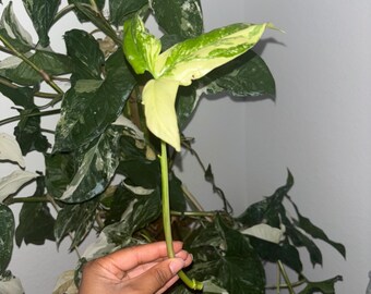 Syngonium Albo Plant cutting  - Rare Variegated Arrow Head Leaf | Live Tropical Houseplant | Indoor Home Decor | Easy Care