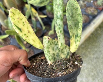 Variegated Opuntia Sunburst Cactus - 4 Inch Rare Prickly Pear