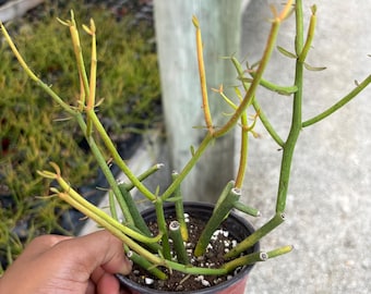 Euphorbia Tirucalli Firesticks: Variegated Red Succulent - 4 inch Pot