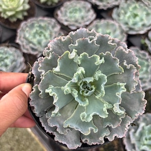 May include: A close-up of a succulent plant with ruffled, gray-green leaves and pink edges. The plant is in a small black pot, held by a hand. Other succulents are visible in the background, creating a garden theme.