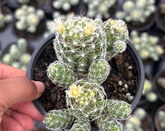 Rare Powder Puff -white flower Cactus Live HousePlant rooted 4'' cactus cuttings live Plant , plant gifts
