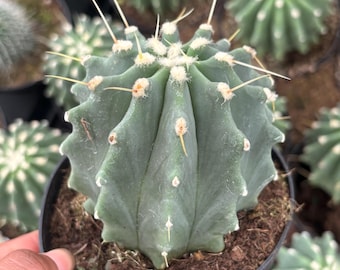 Rare Ferocactus glaucescens Cactus: 4 Inch Beginner-Friendly Houseplant