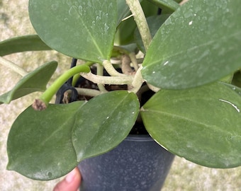 Hoya pachycladia Plant | Tropical house plant | Pet Safe Houseplant | 4.5” Deep Pot, 4” Pot, or 3.5” Pot Opt