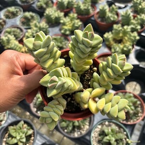 Crassula Marnieriana Succulent: Rare Baby Jade Necklace - 4 Inch Live Plant