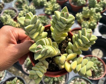 Crassula Marnieriana Succulent: Rare Baby Jade Necklace - 4 Inch Live Plant