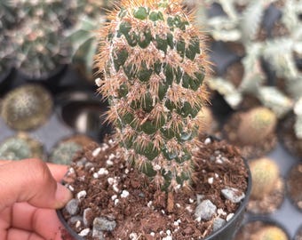 Red Flowering Golden Barrel Cactus. Rare Echinocactus Ferocactus Hybrid  With Beautiful Rojo Blooms! Planting Instructions Included. - Etsy