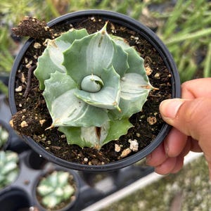 May include: A small, potted succulent plant with green and white variegated leaves. The plant has a rosette shape and is surrounded by dark soil. The pot is black and held by a hand. The plant is a type of agave.