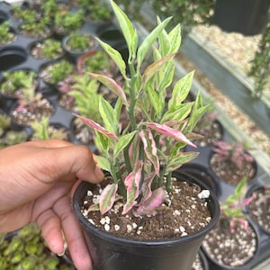 May include: A small potted plant with green and pink variegated leaves. The plant is in a black plastic pot filled with soil. Other potted plants are visible in the background.