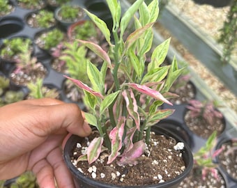 Variegated Devil's Backbone Plant - Pink Cactus Euphorbia - 4 Inch Pot