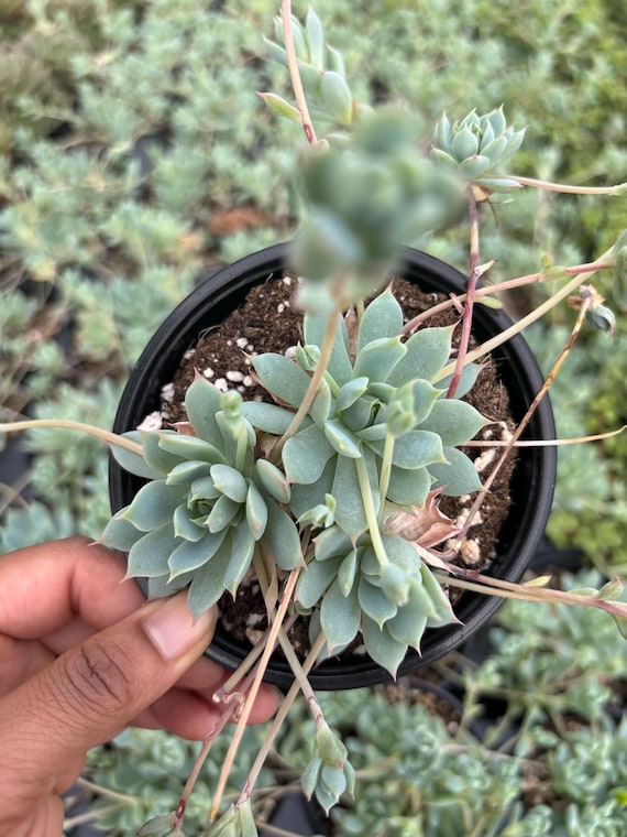 Chinese Dunce Caps Succulent: Orostachys Iwarenge - Rare Stonecrop - Etsy