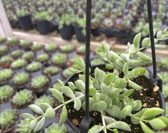 May include: A hanging black pot filled with a trailing succulent plant. The plant has light green, fleshy leaves and is suspended from a metal hook. Other potted succulents are visible in the background, creating a greenhouse setting.