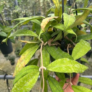 May include: A close-up of a Hoya plant with vibrant green leaves and a few yellowed spots. The plant is in a black hanging pot, with long stems and small white flowers. The leaves have a textured, veined appearance.