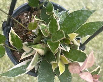 Hoya lacunosa asami Live Plant | Tropical house plant | Pet Safe Houseplant for Beginners Rare Plants | 4.5” Deep Pot, 4” Pot, or 3.5” Pot