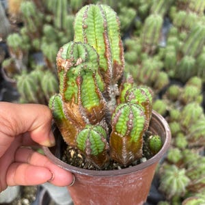 Rare Euphorbia polygona var. anoplia - Gothic Cactus Variegated Live HousePlant 4inch pot cactus Plant , plant gifts
