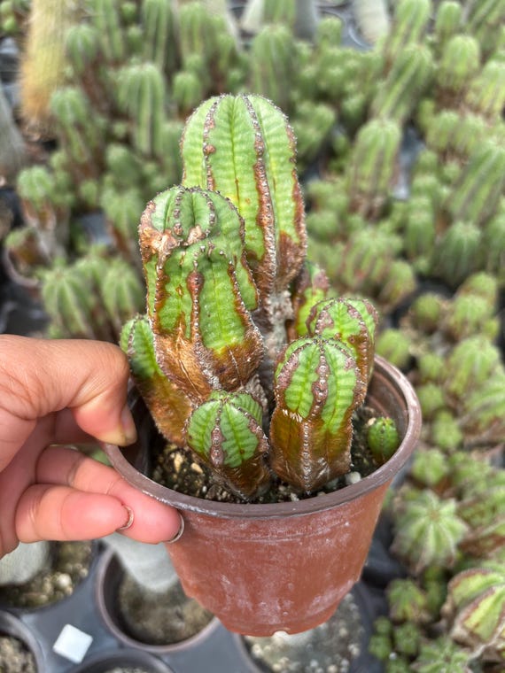 Rare Blue Euphorbia Polygona: Gothic Cactus - 4 Inch Live Plant