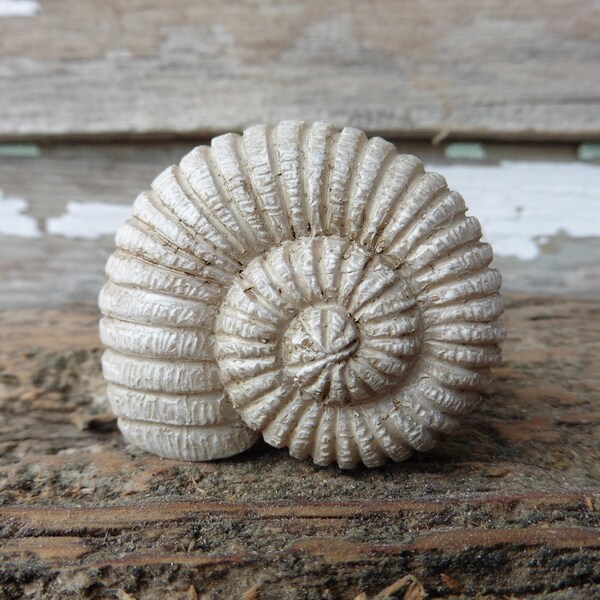CONCH SHELL Decorative Dresser Drawer Pull Knob - Beach Nautical Coastal Home Decor ~ Creamy Sand Color Sea Shell