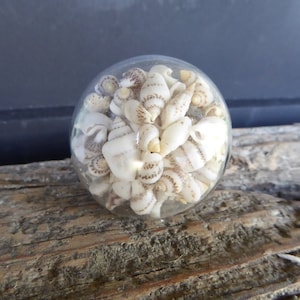 SEASHELL Sea Shells Clear Glass Decorative Dresser Drawer Pull Knob - Beach Nautical Coastal  Home Decor