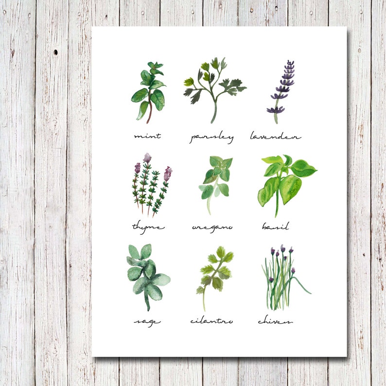Herbs Print, Botanical Print, Botanical Art, Herbs Art Kitchen Decor ...