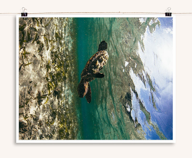 Baby Hawksbill Sea Turtle Swimming Underwater Sea Turtle Art | Etsy
