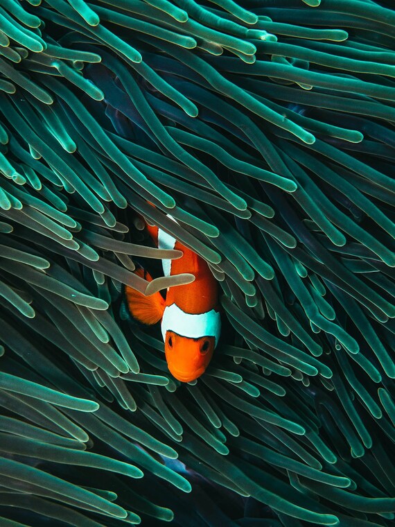 Orange Nemo Clown Fish And Green Anemone Clown Fish Art Etsy