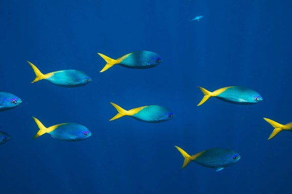 Picture Schools of Colourful Tropical Fish Swimming in the Reef Framed Print