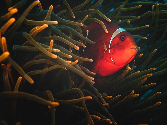 95 red sea clownfish