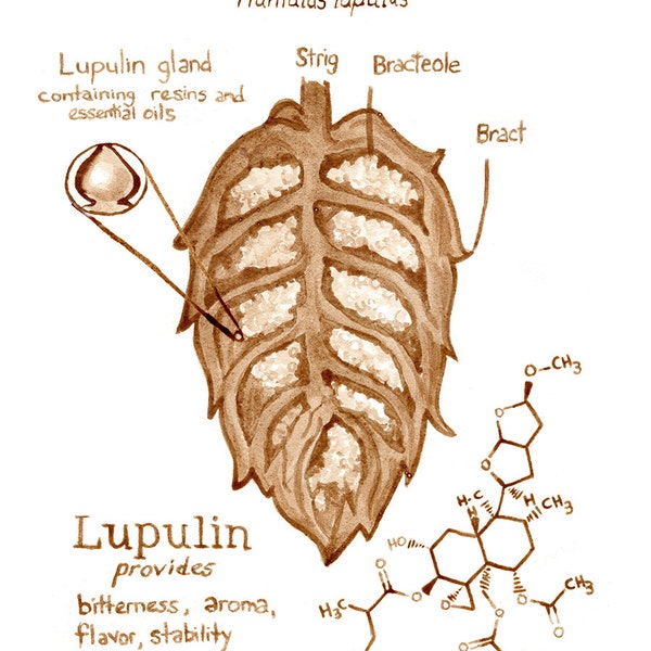 beer art, Lupulin Chemistry, painted with beer, beer science, bar art, pub art, brewery, chemistry, stout, porter, molecule, hops,scientific