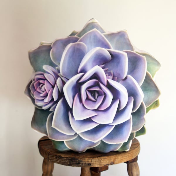 Succulent pillow Echeveria PVN (Perle von Nürnberg)