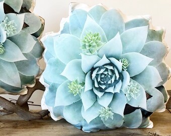 Succulent pillow Dudleya Brittonii
