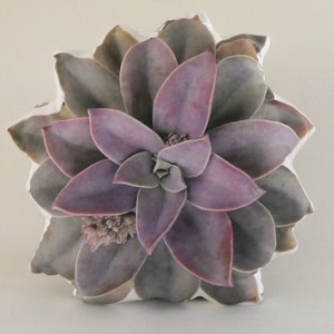 Succulent pillow : Graptoveria 'Fred Ives'