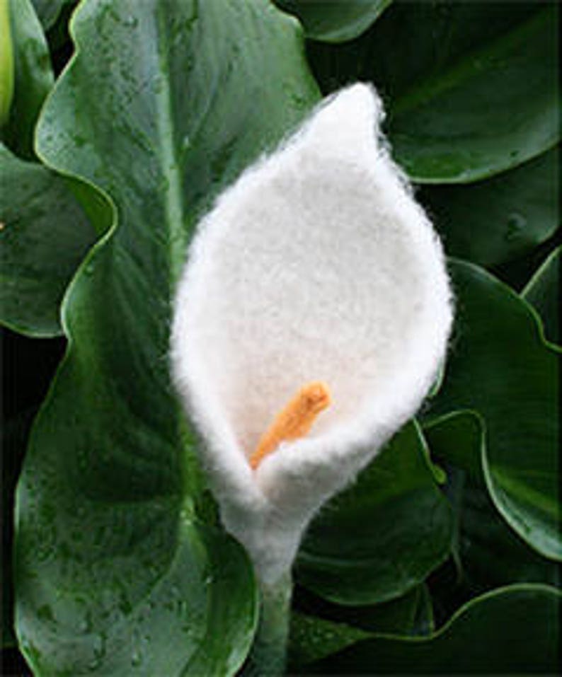 Calla Lily Flower Knitting Pattern Etsy
