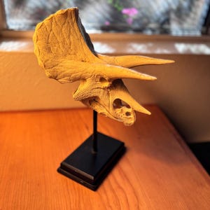 Triceratops Skull Replica – Museum Mount Dinosaur Sculpture – Resin Fossil Display – 11&quot; Tall