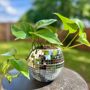 May include: A spherical, silver disco ball planter filled with a green leafy plant. The planter is made of small, mirrored tiles, reflecting the surrounding environment. The plant has large, heart-shaped leaves with a variegated pattern. The planter sits on a dark, textured surface.