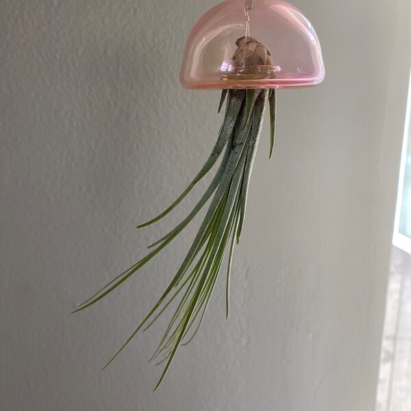 Jellyfish Air Plant Etsy