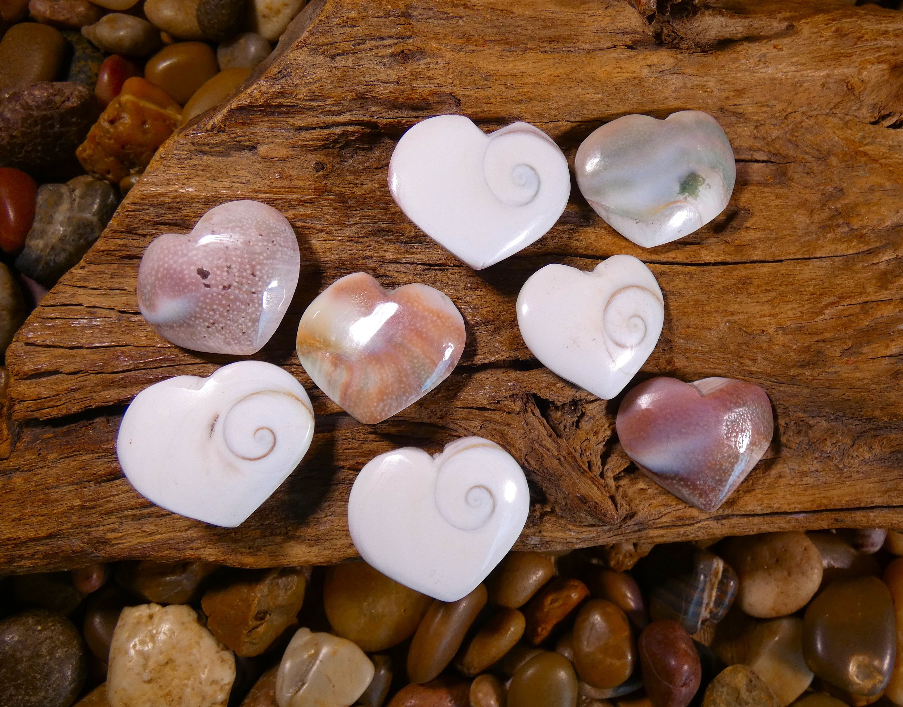 Shiva Shell Small Small Shiva Shell Hearts - Shiva Shell Hearts, Shiva Shell, Puffy ...