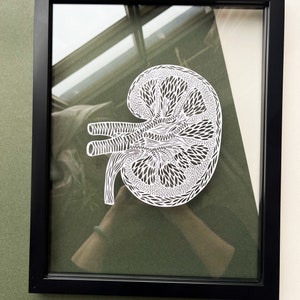 Framed Anatomy Human Kidney Papercutting Artwork, Doctor, Medical Student Gift, Scientist, Nurse, Transplant Gift White
