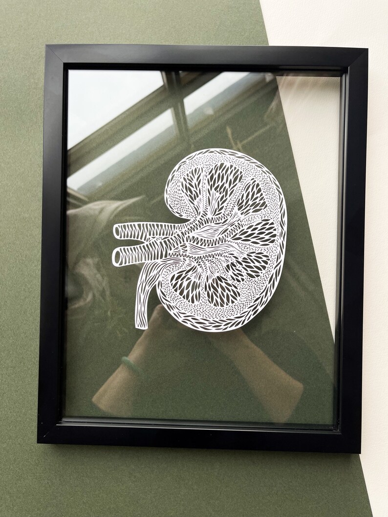 Framed Anatomy Human Kidney Papercutting Artwork, Doctor, Medical Student Gift, Scientist, Nurse, Transplant Gift White