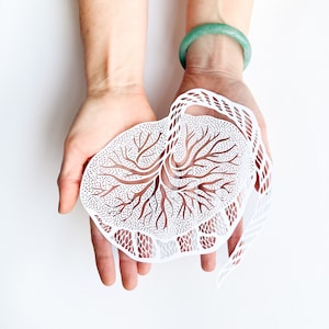 Opera d'arte di carta ritagliata raffigurante la placenta anatomica, arte ostetrica, regalo per doula, regalo per ginecologo, neogenitore, regalo di laurea in medicina